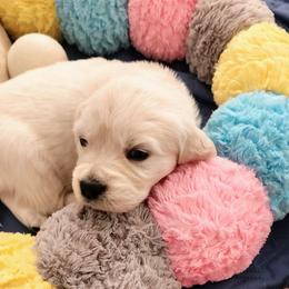 Golden Retriever Puppies from Dandelion Meadows Farm