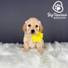 Marvel - White female Companion Cross puppy in Utah County, Utah from Big Hearted Breeders