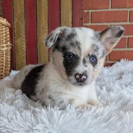 Jenny - Blue merle and white female American Corgi puppy in Shawnee, Oklahoma from Sunray Ranch