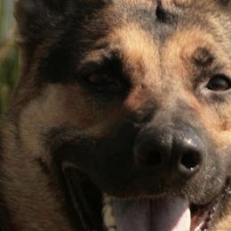 German Shepherds from Jagermeister German Shepherds