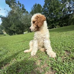 Anna - female Australian Mountain Doodle puppy in Trion, Georgia from Big Daddy Doodles