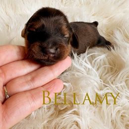 Dachshund Puppies from Itty Bitty Dachshunds