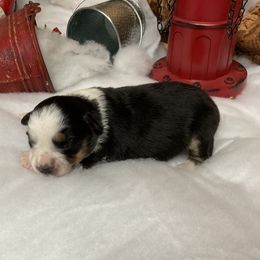 Jade - Black tri female Miniature Australian Shepherd puppy in Signal Mountain, Tennessee from D & D Miniature and Toy Australian Sheppards