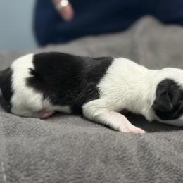 Male 3 - Black male Border Collie puppy in Oxford, Florida from RSR Border Collies