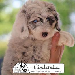 CInderelle - Blue merle and white female Sheepadoodle puppy in Cleveland, Tennessee from Narrow Path Old English & Sheepadoodles