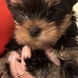 Yorkshire Terrier puppies from Michelle’s Yorkies