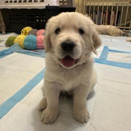 Golden Retriever Puppies from Dandelion Meadows Farm