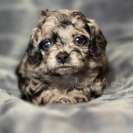 Gingerbread - Merle female Cockapoo puppy in Cleveland, Georgia from Jam's Doodles And Poodles
