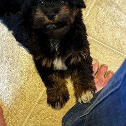 Havanese Puppies from Alderon Farm