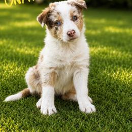 Freya - Red merle female Border Collie puppy in Sanger, California from Flying M Cactus Ranch Buddies