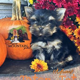 Yorkshire Terrier Puppies from Majestic Mountain Yorkies