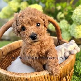 Miniature Girl-Loretta - Apricot female Goldendoodle puppy in Tennessee from Lee Family Puppies