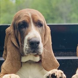 Basset Hounds from Christy's Bassets