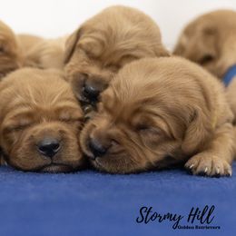Golden Retriever puppies from Stormy Hill Golden Retrievers