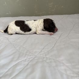 Poodle Puppies from Genesis Kinnibrugh