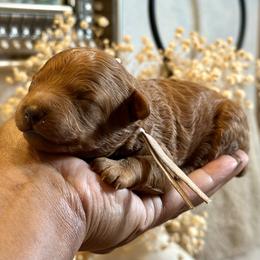 Purple Collar - Red  female Poodle puppy in Palm Beach County, Florida from Benji’s Cockapoos
