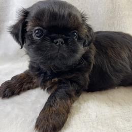 Shih Tzu Puppies from Little Miracles Shih Tzu