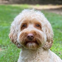 Poppy - Australian Labradoodle