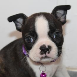 Rio Boy 2 - Black brindle and white male Boston Terrier puppy in Brooksville, Florida from I Love Pups