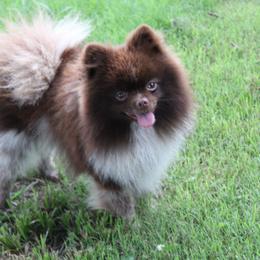 Pomeranian puppies from Kerrie’s Pomeranian