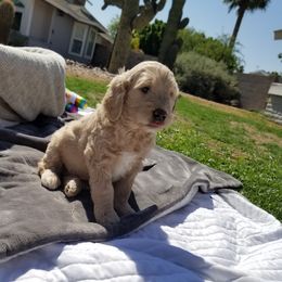 Bernedoodle and Goldendoodle Puppies from Cookies and Cream Doodles