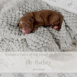 Oh Bother - Red  male Goldendoodle puppy in Roanoke Rapids, North Carolina from Sweeter than Honey Doodles