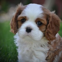 Cavalier King Charles Spaniel Puppies from Audre Rogers at Saltayre Cavaliers