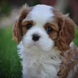 Cavalier King Charles Spaniel Puppies from Audre Rogers at Saltayre Cavaliers