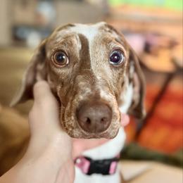 Uma - Dachshund