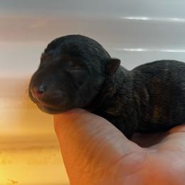 Abby - Brindle female Scottish Terrier puppy in Chattanooga, Tennessee from Oodles of Cuties!