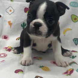 Nora - Black brindle and white female Boston Terrier puppy in Fillmore, Illinois from Wind Hill Puppies