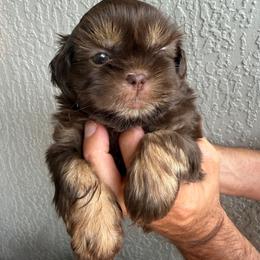 Girl 1 - Chocolate and tan female Shih Tzu puppy in Ocala, Florida from Mimi's Shih-tzus of Ocala