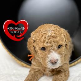 Stephen - Apricot male Goldendoodle puppy in Yerington, Nevada from GoldenHearted Doodles