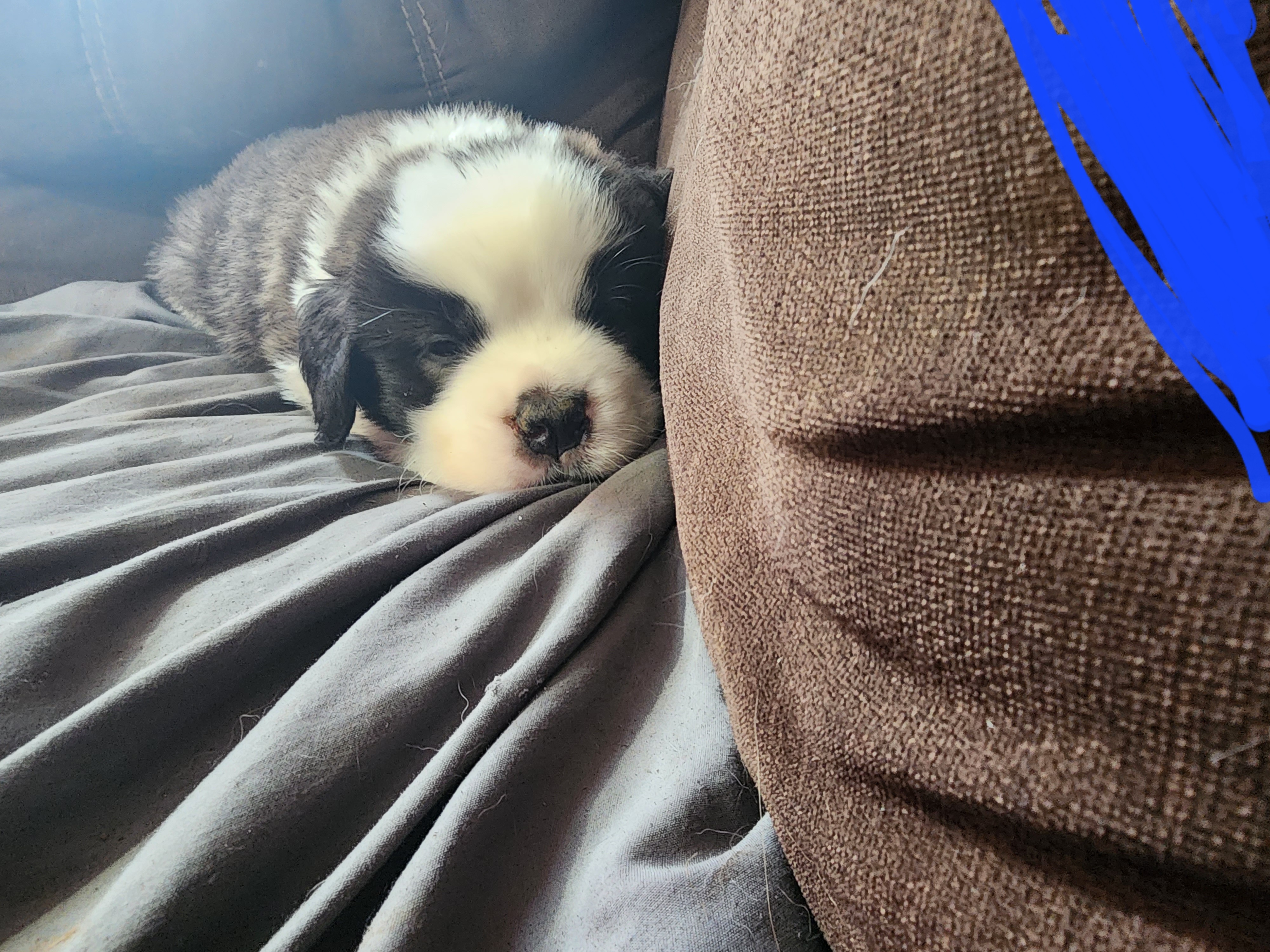Saint Bernard Puppies from Tonya Tate's Saint Bernards