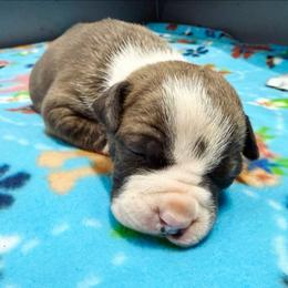 Gene - Blue brindle male American Staffordshire Terrier puppy in Clintwood, Virginia from SkyBlue Kennel