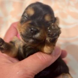 Ella - Black and tan female Yorkshire Terrier puppy in Tangipahoa County, Louisiana from Riche’ Louisiana Yorkies
