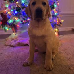 Hank The tank - Yellow male Labrador Retriever puppy in Canton, Georgia from Dukes Retirevers