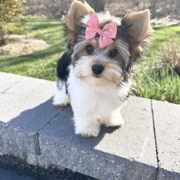 Biewer Terrier and Yorkshire Terrier Puppies from Coastal Yorkshire Terrier Yorkies & Biewer Terriers