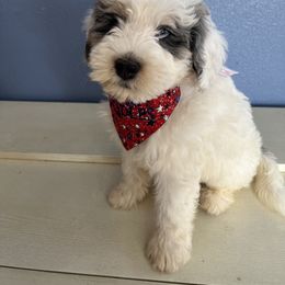 Bernedoodle Puppies from Doodles of Your Dreams (formerly Texana Doodles)