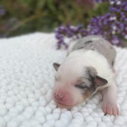 Miniature Australian Shepherd Puppies from DLT MiniAussie