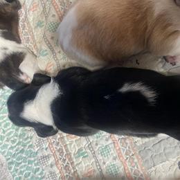 Polly - Black brown and white female Basset Hound puppy in Daleville, Alabama from Home Grown Basset Hounds of Alabama