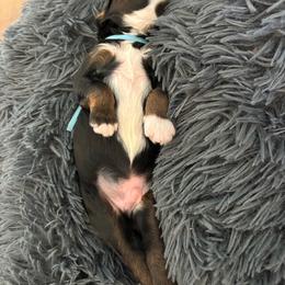 Maui - Tri-color male Bernedoodle puppy in Venice, Florida from Sixlittles and Bernedoodles