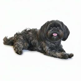Harley - Shih Tzu