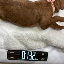 Peach collar - Red  female Poodle puppy in San Benito, Texas from Irene's Poodles