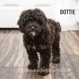 Dottie - Tri-color  female Golden Aussiedoodle puppy in Hyrum, Utah from Goldendoodledoo Farms