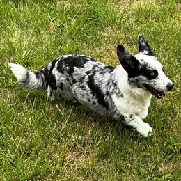 Lexi - Cardigan Welsh Corgi
