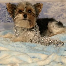 Biewer Terrier and Havanese All Grown Up from Country Sweet Havanese and Bee Happy Biewers