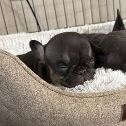 Pip - Tricolors female French Bulldog puppy in Billings, Montana from Yellowstone Frenchies