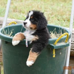 "Aspen     Female   7 wks" Bernese Mountain Dog Puppies from Wilderness Way Berners