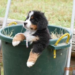 "Aspen     Female   7 wks" Bernese Mountain Dog Puppies from Wilderness Way Berners